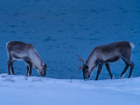 reindeer-1.jpg
